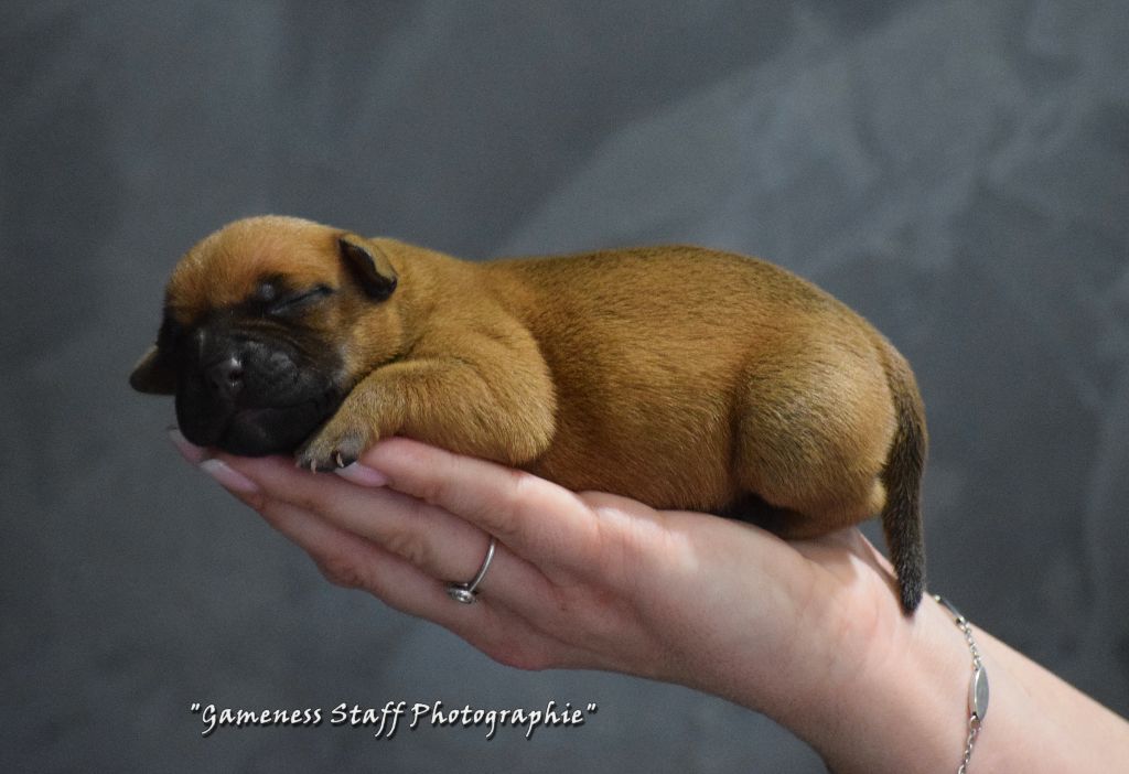 Gameness Staff - Chiot disponible  - Staffordshire Bull Terrier