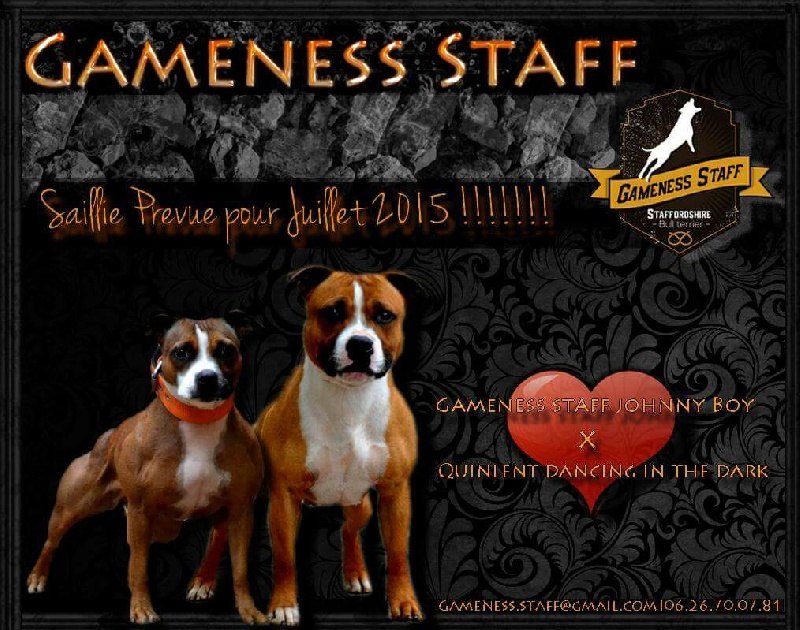 Gameness Staff - Staffordshire Bull Terrier - Portée née le 09/09/2015