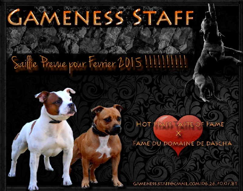 Gameness Staff - Staffordshire Bull Terrier - Portée née le 26/03/2015