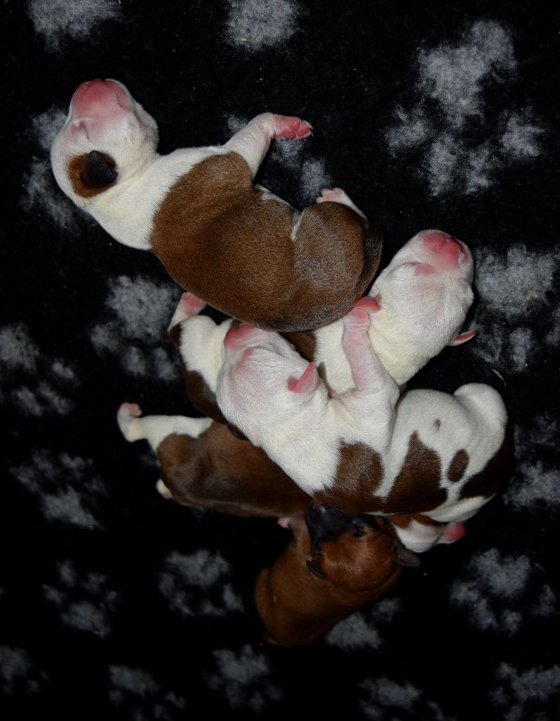 Gameness Staff - Staffordshire Bull Terrier - Portée née le 23/01/2020