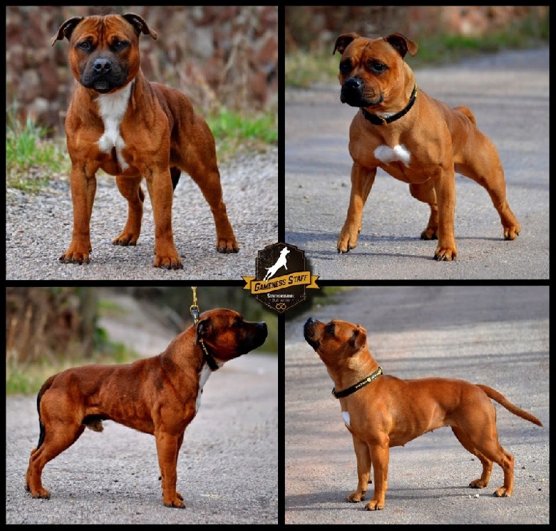 Gameness Staff - Staffordshire Bull Terrier - Portée née le 16/05/2015