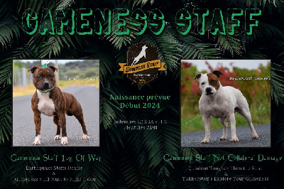 Gameness Staff - Staffordshire Bull Terrier - Portée née le 10/04/2024