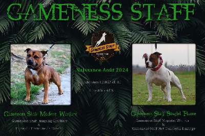 Gameness Staff - Staffordshire Bull Terrier - Portée née le 29/08/2024