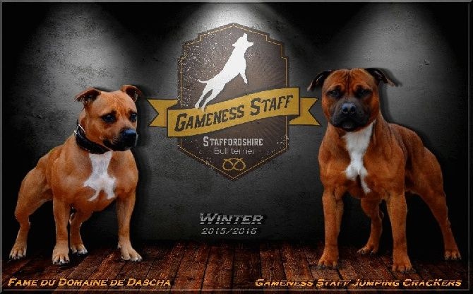 Gameness Staff - Staffordshire Bull Terrier - Portée née le 23/04/2016