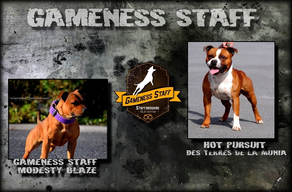 Gameness Staff - Staffordshire Bull Terrier - Portée née le 25/03/2018