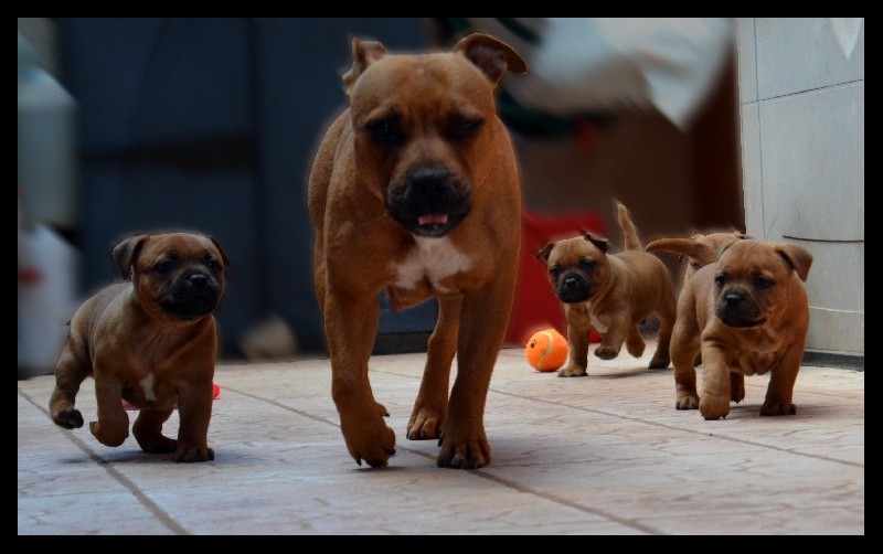 Gameness Staff - Staffordshire Bull Terrier - Portée née le 03/04/2013