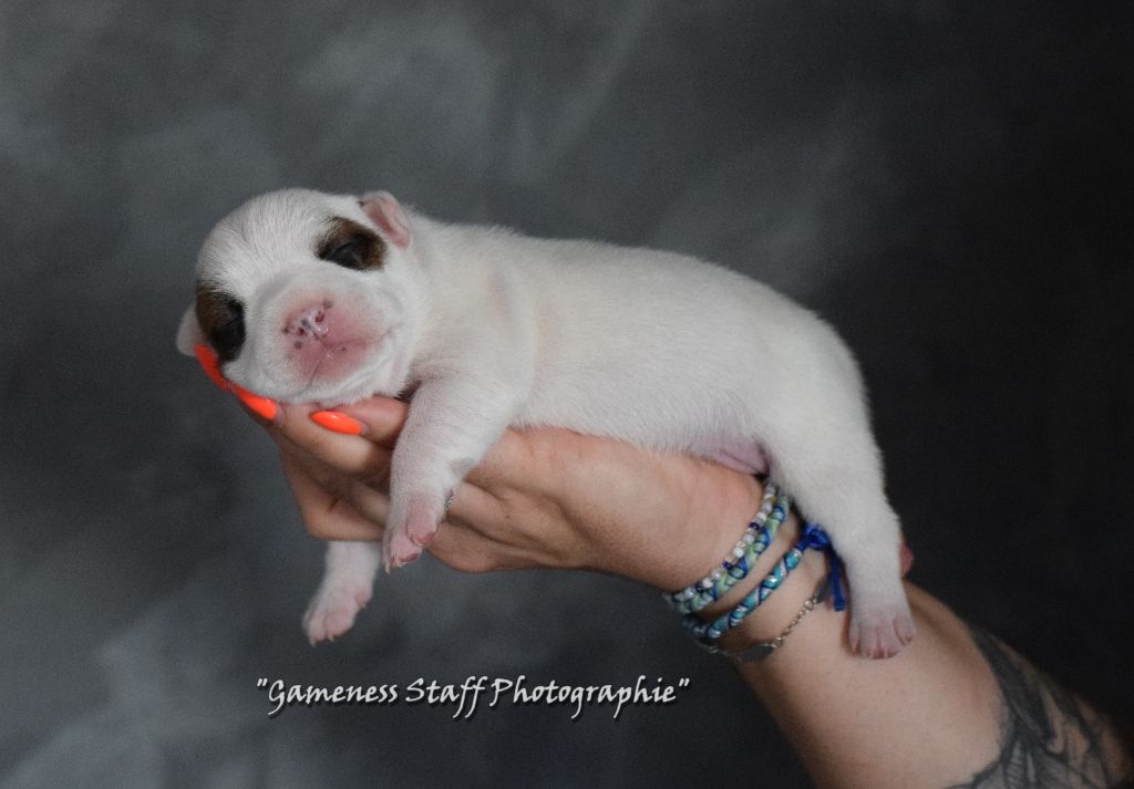 Gameness Staff - Chiots disponibles - Staffordshire Bull Terrier