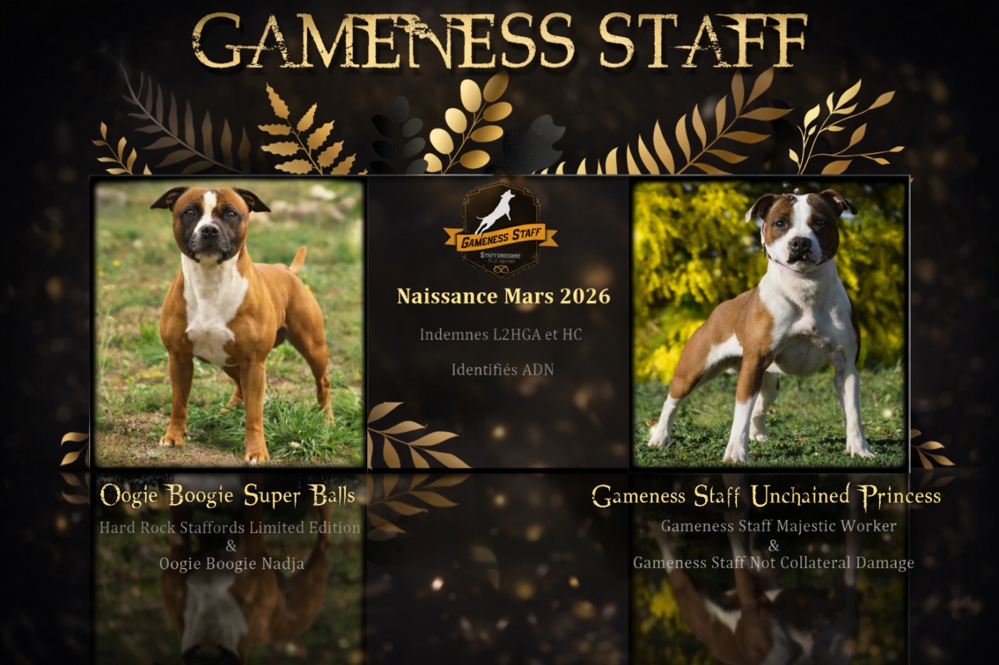 Chiot Staffordshire Bull Terrier Gameness Staff