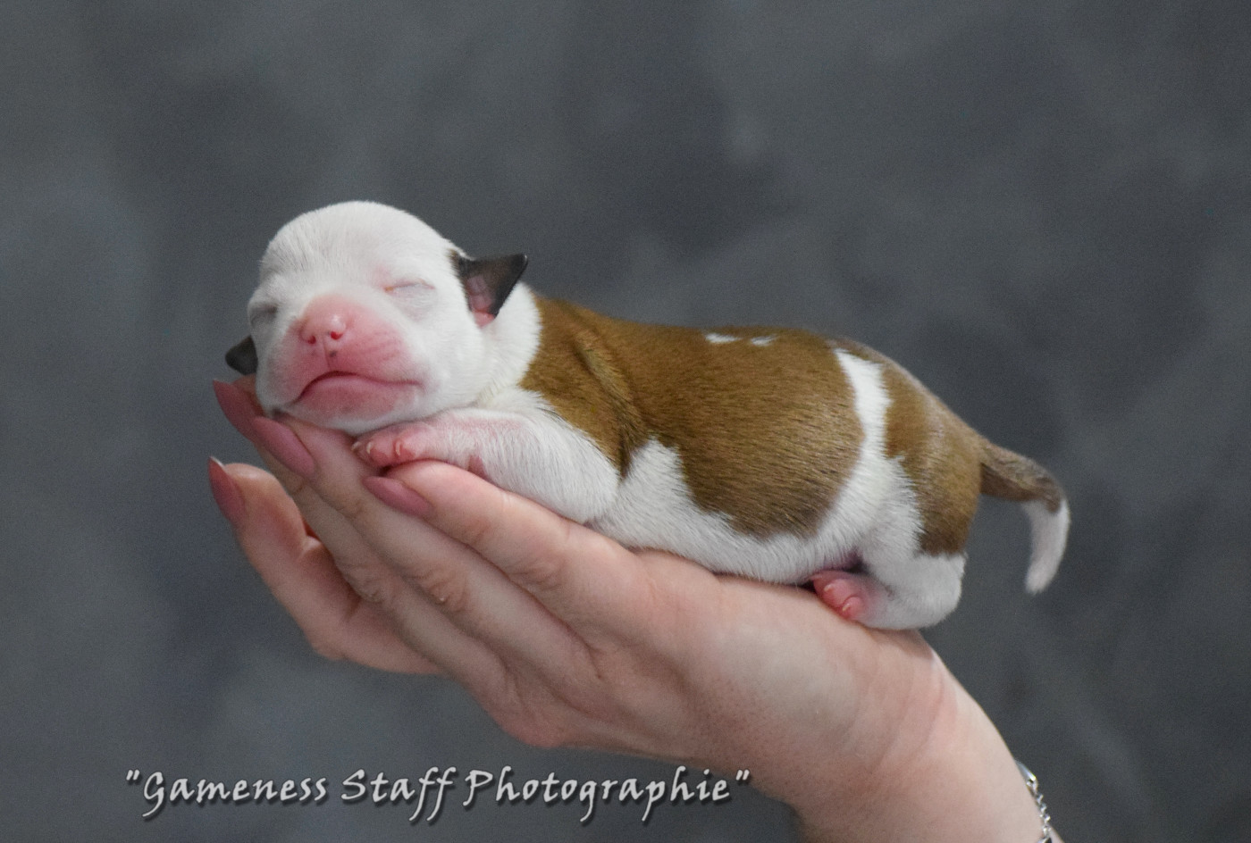 Gameness Staff - Chiots disponibles - Staffordshire Bull Terrier