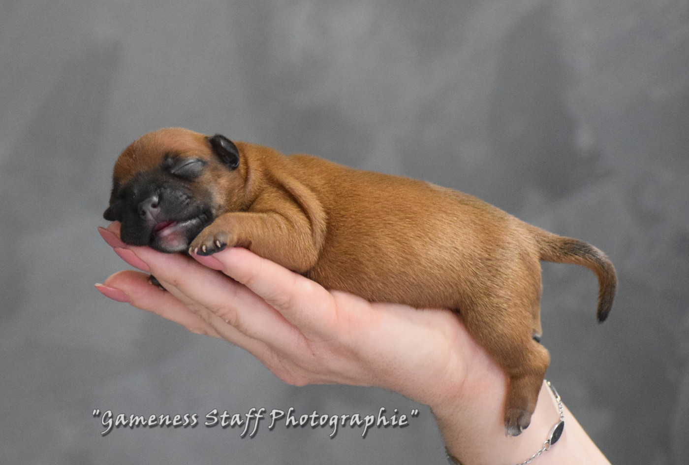 Gameness Staff - Chiots disponibles - Staffordshire Bull Terrier