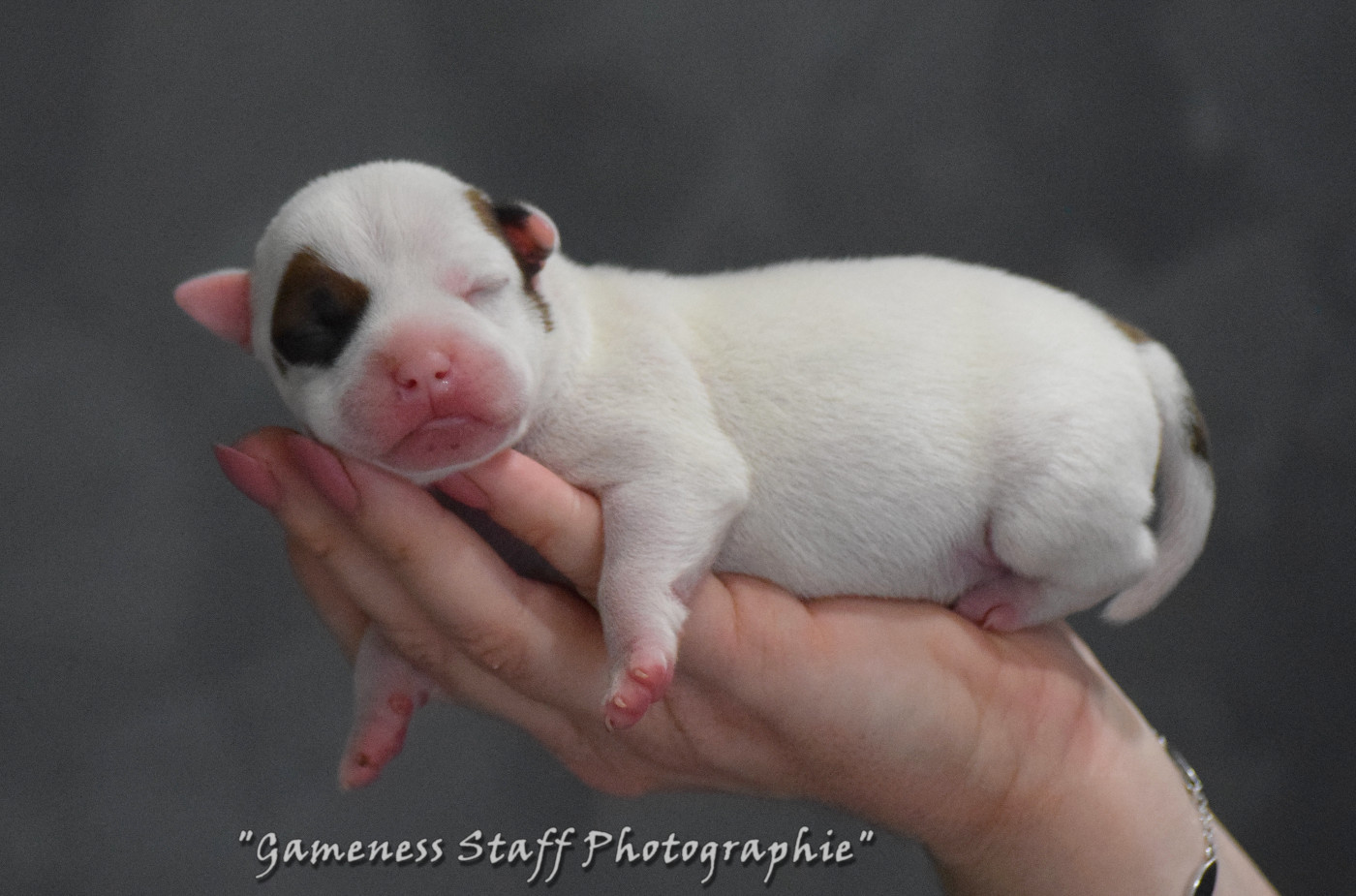 Gameness Staff - Chiots disponibles - Staffordshire Bull Terrier