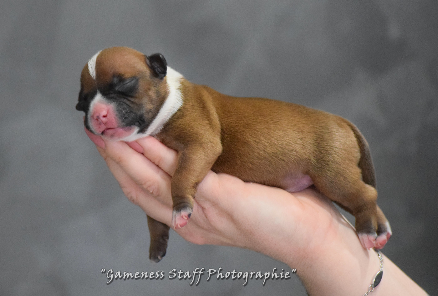 Gameness Staff - Chiots disponibles - Staffordshire Bull Terrier