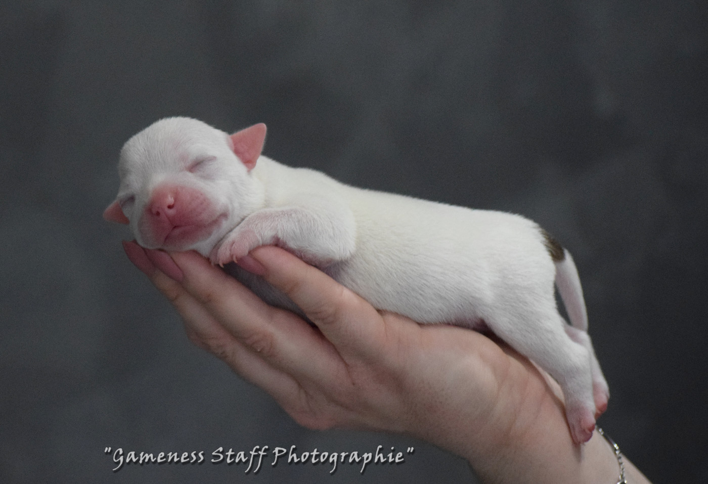 Gameness Staff - Chiots disponibles - Staffordshire Bull Terrier