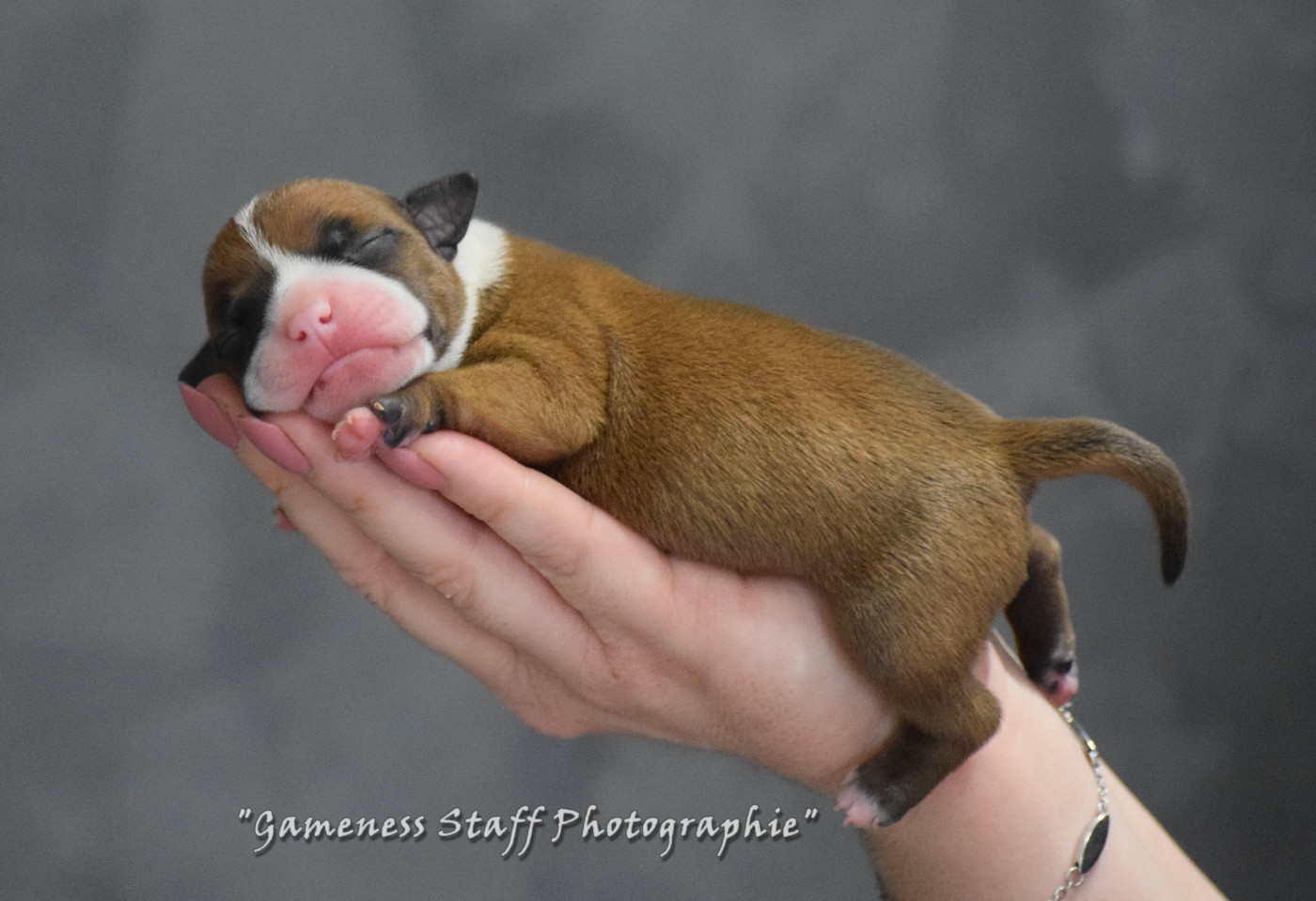 Gameness Staff - Chiots disponibles - Staffordshire Bull Terrier