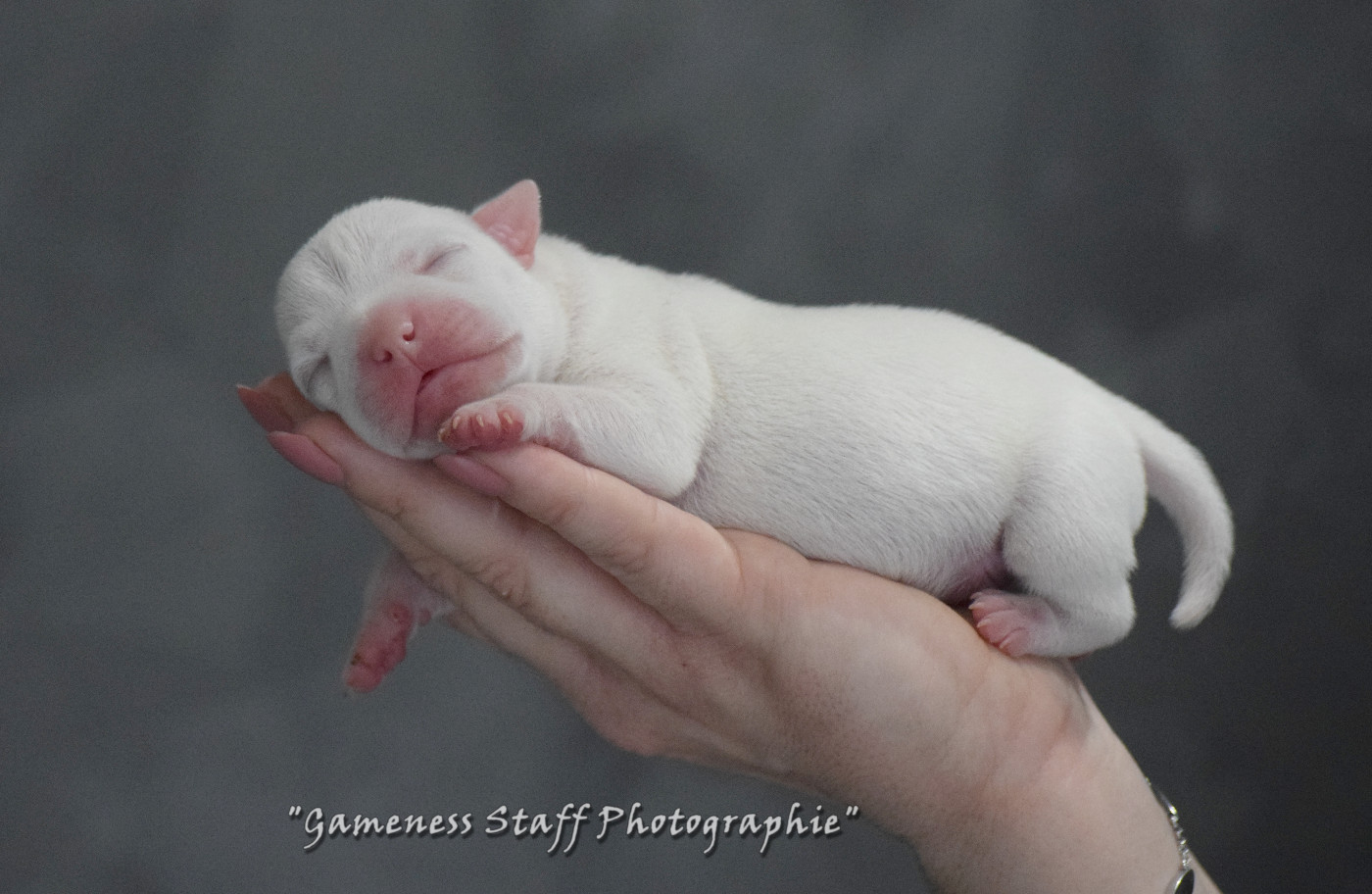 Gameness Staff - Chiots disponibles - Staffordshire Bull Terrier