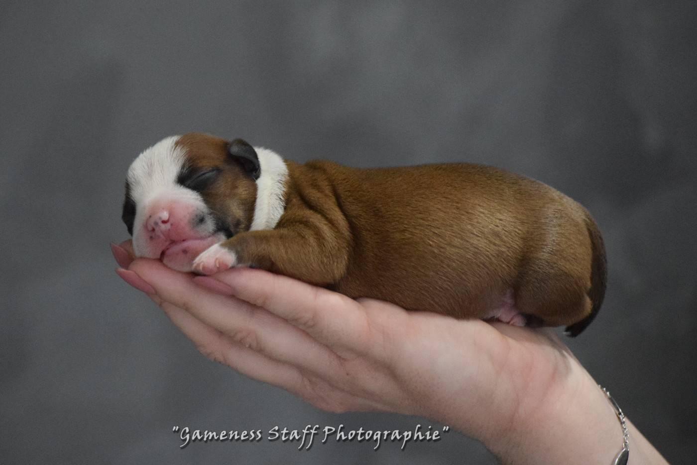 Gameness Staff - Chiots disponibles - Staffordshire Bull Terrier