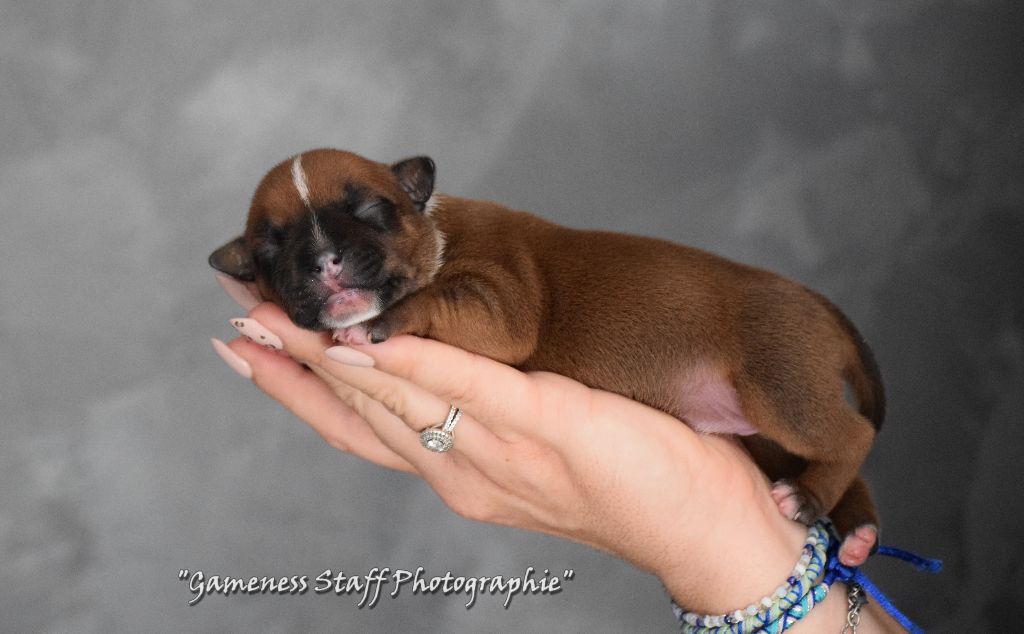 Gameness Staff - Chiots disponibles - Staffordshire Bull Terrier