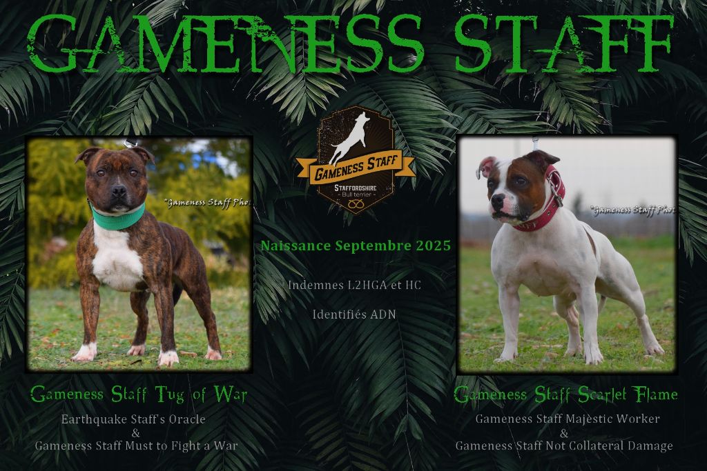 Chiot Staffordshire Bull Terrier Gameness Staff