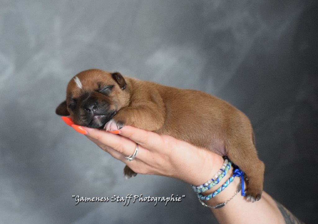 Gameness Staff - Chiots disponibles - Staffordshire Bull Terrier