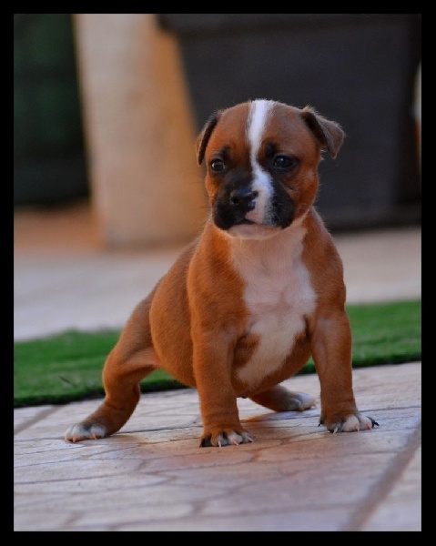 Gameness Staff - Staffordshire Bull Terrier - Portée née le 04/04/2014