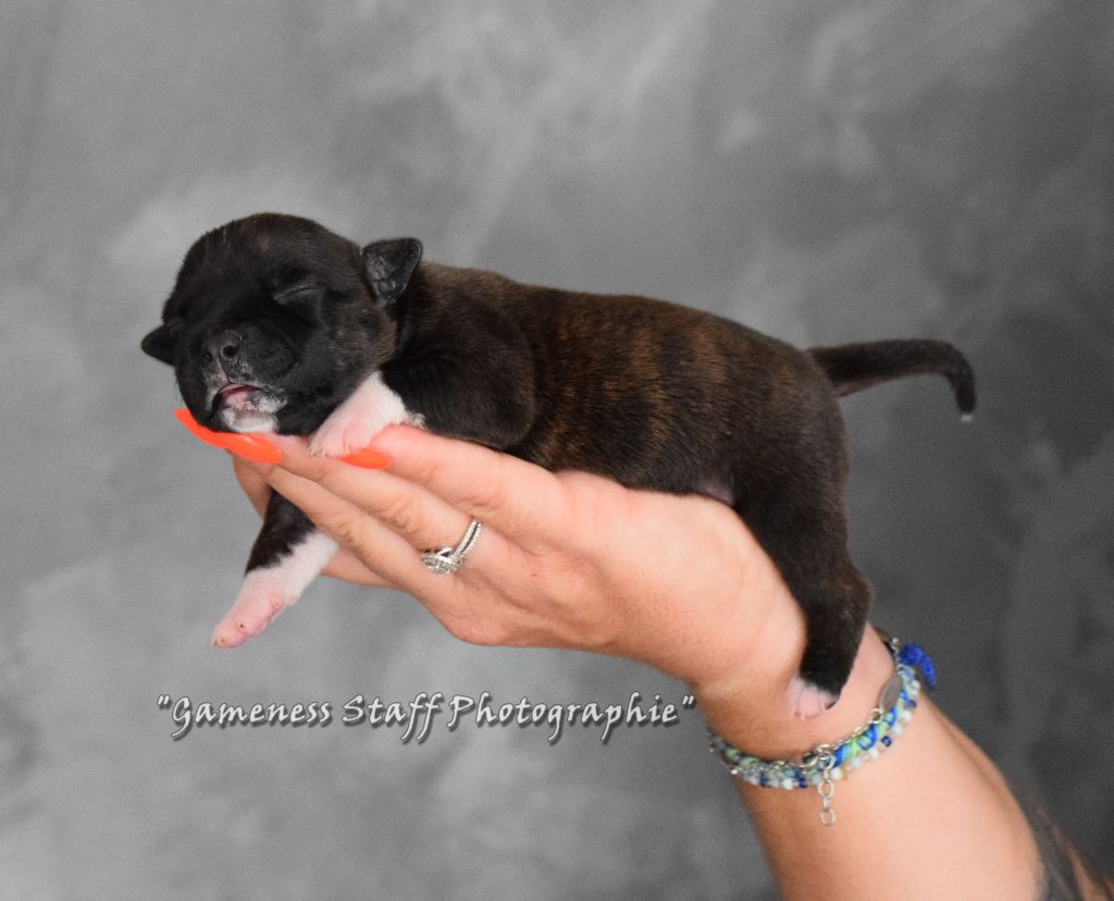 Gameness Staff - Chiots disponibles - Staffordshire Bull Terrier