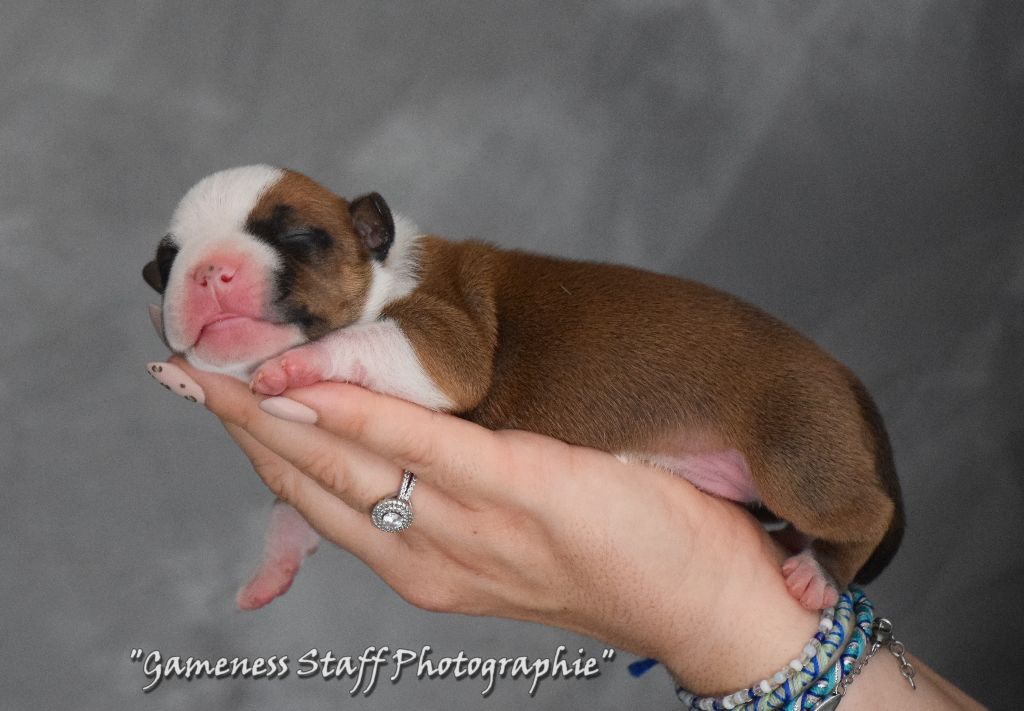 Gameness Staff - Chiots disponibles - Staffordshire Bull Terrier