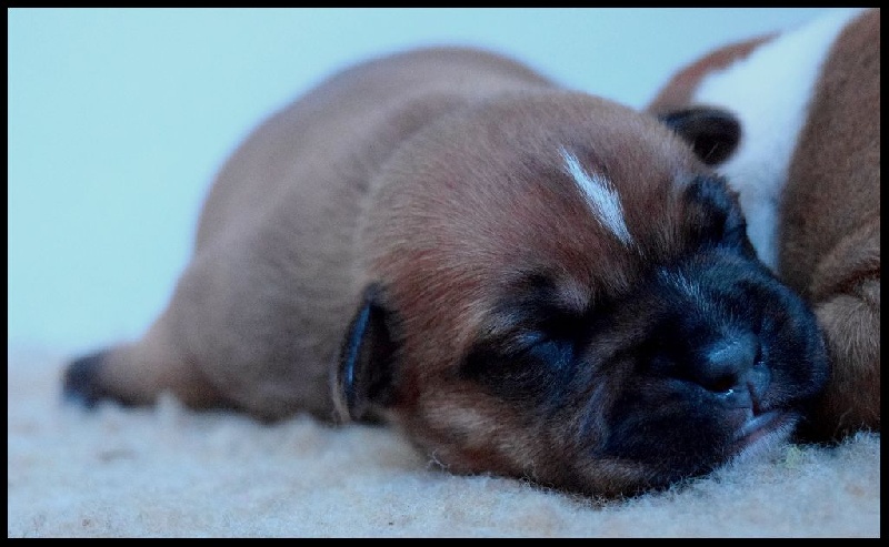Gameness Staff - Staffordshire Bull Terrier - Portée née le 10/05/2016