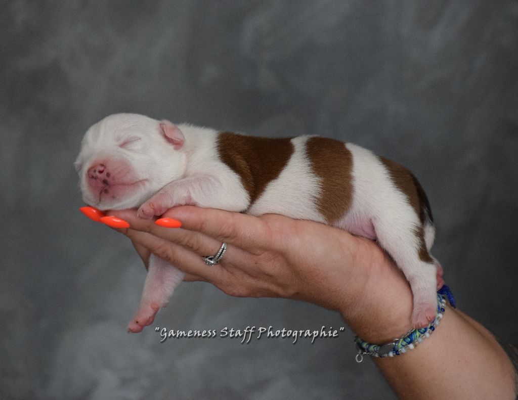 Gameness Staff - Chiots disponibles - Staffordshire Bull Terrier