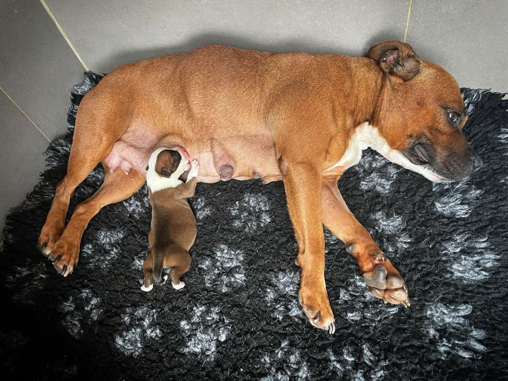 Gameness Staff - Staffordshire Bull Terrier - Portée née le 16/09/2023