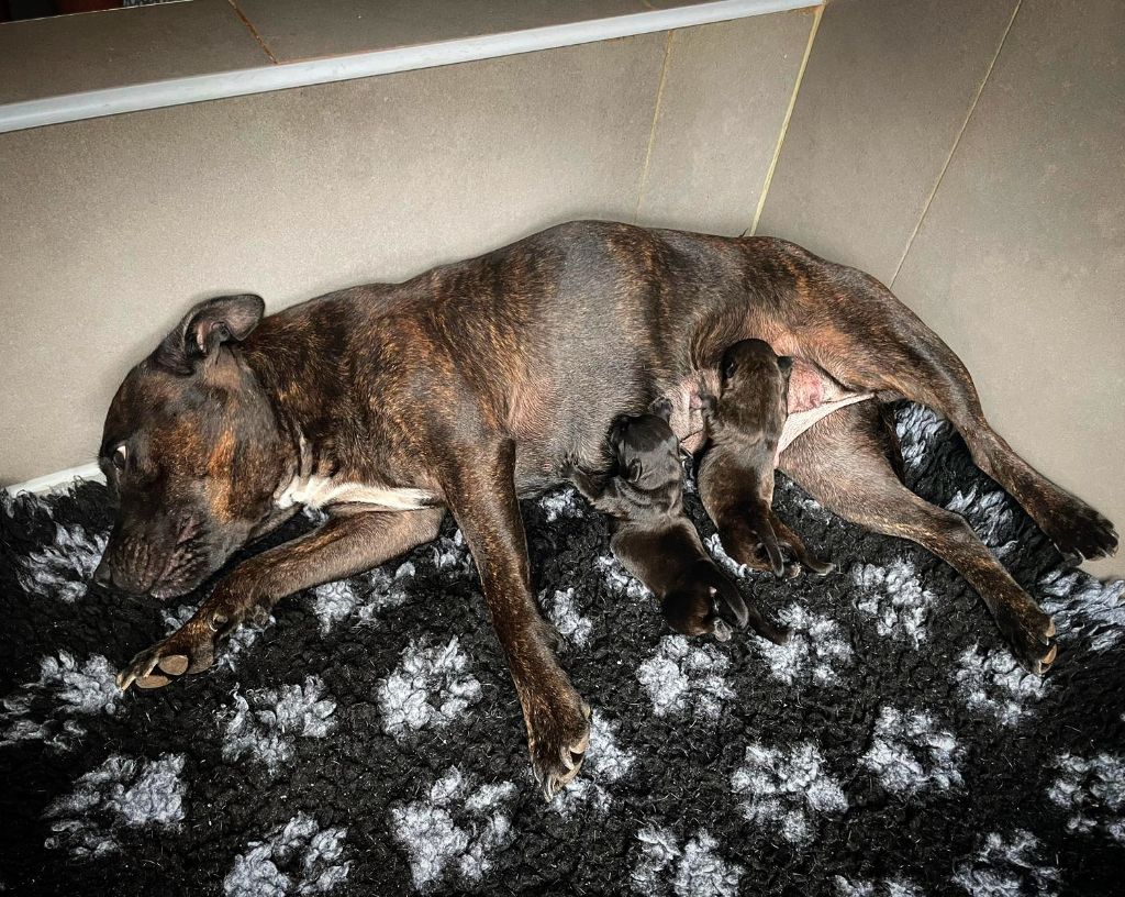 Gameness Staff - Staffordshire Bull Terrier - Portée née le 16/09/2023