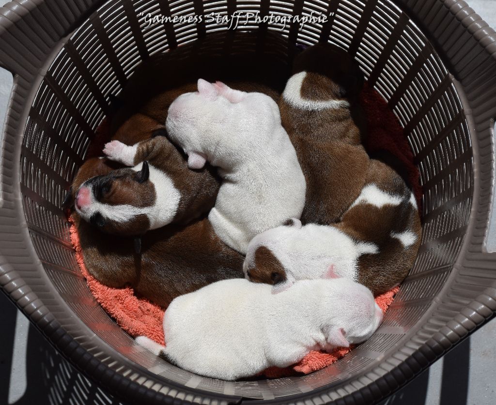 Gameness Staff - Staffordshire Bull Terrier - Portée née le 06/06/2023