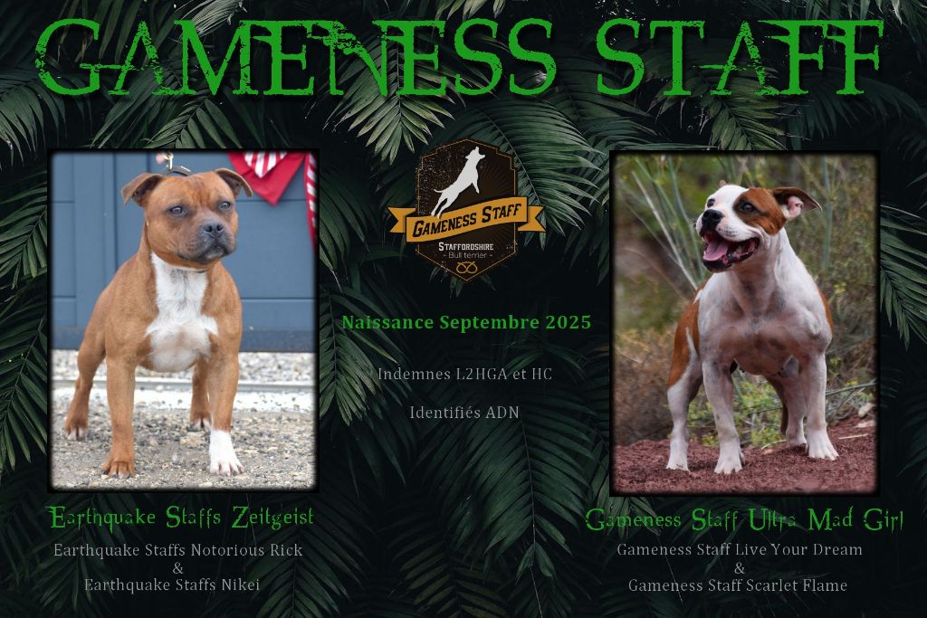 Chiot Staffordshire Bull Terrier Gameness Staff