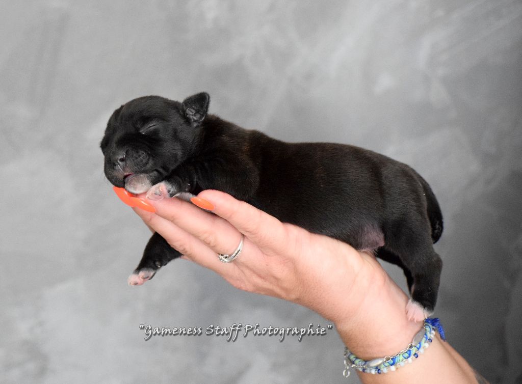 Gameness Staff - Chiots disponibles - Staffordshire Bull Terrier