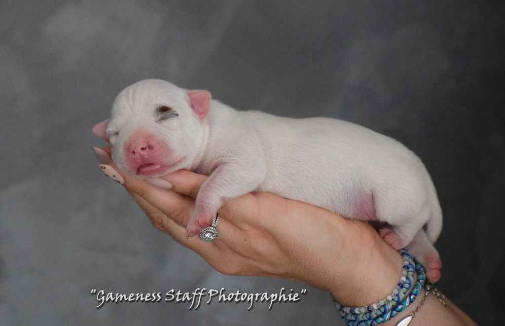 Gameness Staff - Chiots disponibles - Staffordshire Bull Terrier