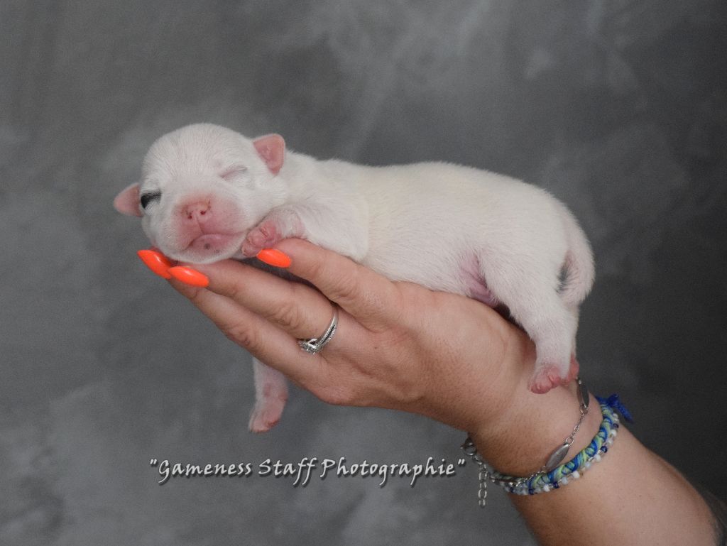 Gameness Staff - Chiots disponibles - Staffordshire Bull Terrier