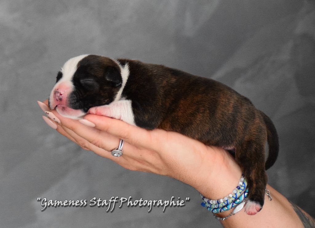 Gameness Staff - Chiots disponibles - Staffordshire Bull Terrier