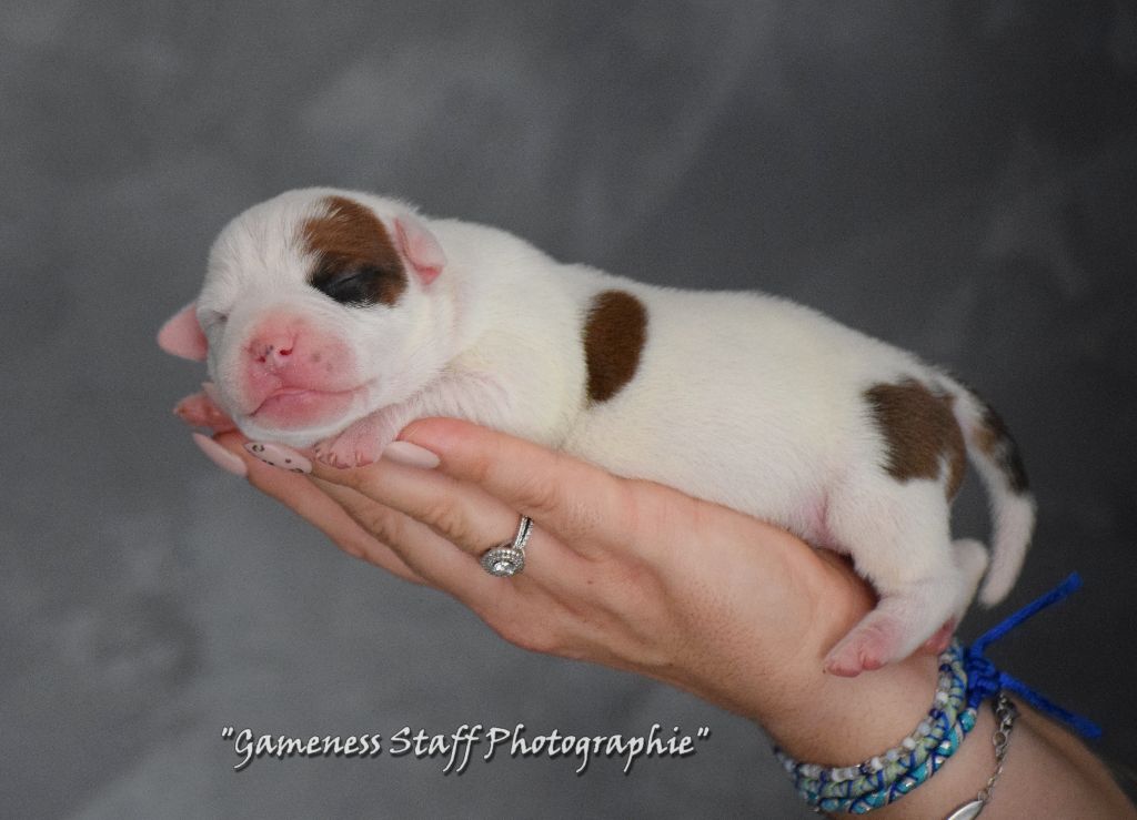Gameness Staff - Chiots disponibles - Staffordshire Bull Terrier