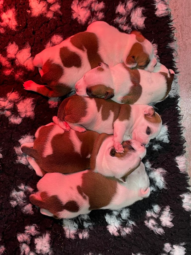 Chiot Staffordshire Bull Terrier Gameness Staff