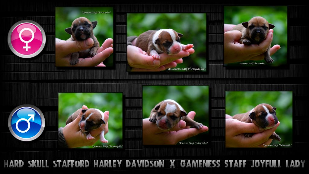 Gameness Staff - Staffordshire Bull Terrier - Portée née le 02/05/2017