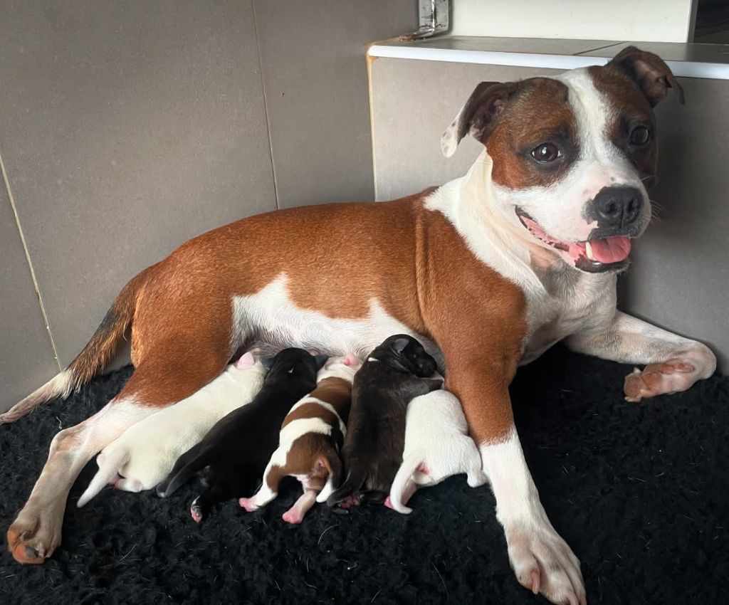 Chiot Staffordshire Bull Terrier Gameness Staff