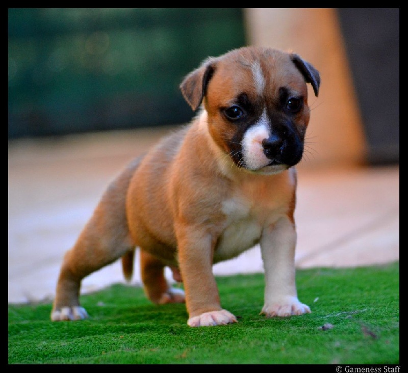 Gameness Staff - Staffordshire Bull Terrier - Portée née le 04/04/2014